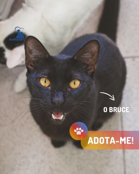 Bruce gato jovem para adoção