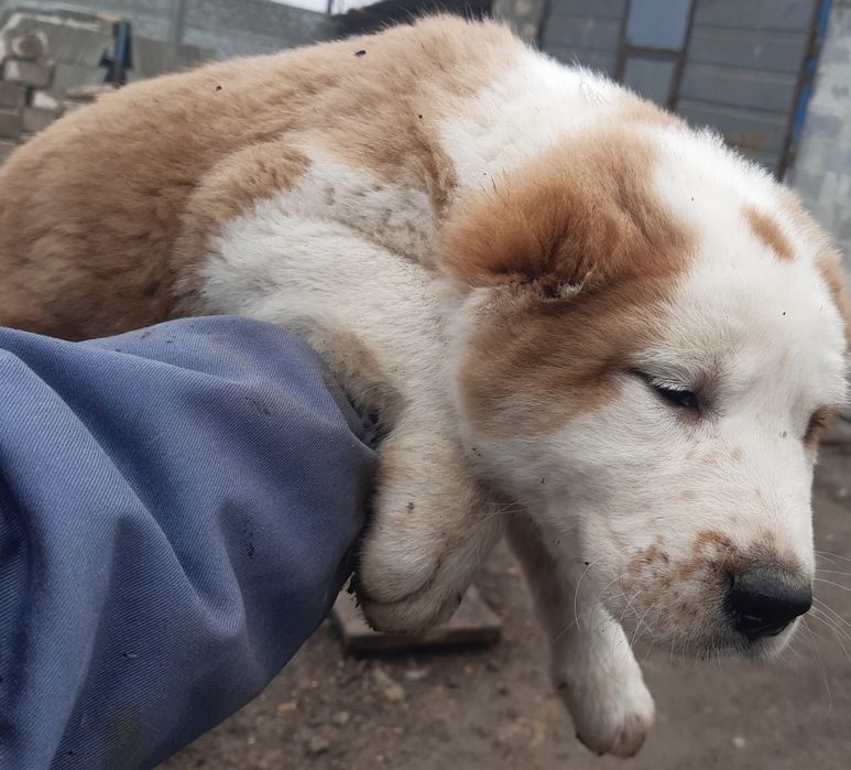 Щенки Среднеазиатской овчарки Алабай