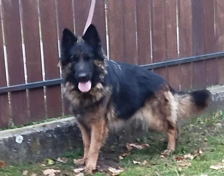 Czarny owczarek niemiecki
