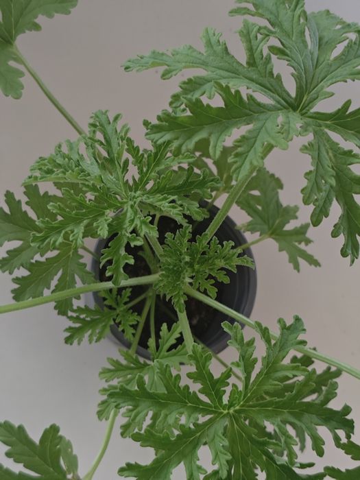 Anginki pachnące/ geranium