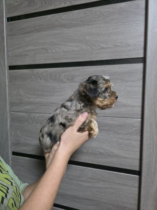 Мраморный мальчик мальтипу