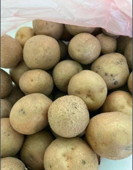 Картопля  Щедрик,яку колорадський жук не їсть листя