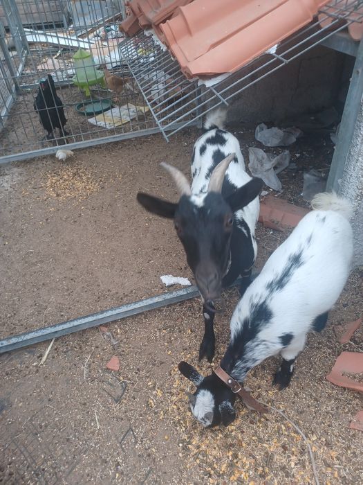 Vendo cabras lindas
