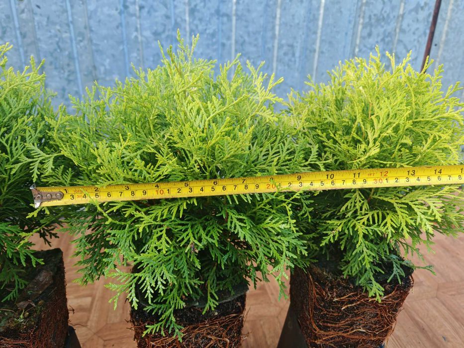 PIĘKNA Złota Thuja Danica Danika Gold Aurea kulka 4 letnia sadzonka