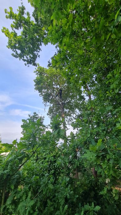 Poda e Abate de Árvores