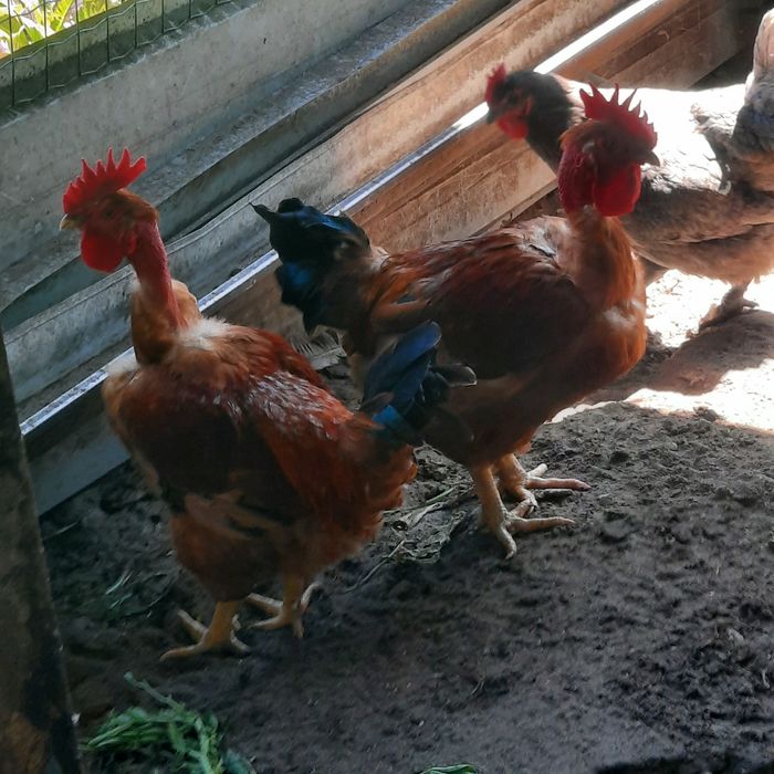 Galos caseiros, coelhos