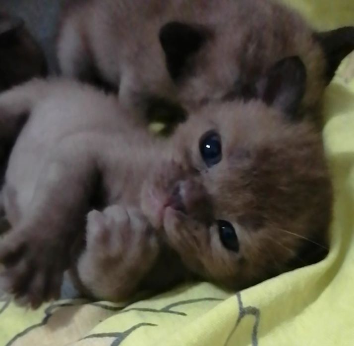 Котята бурма европейская