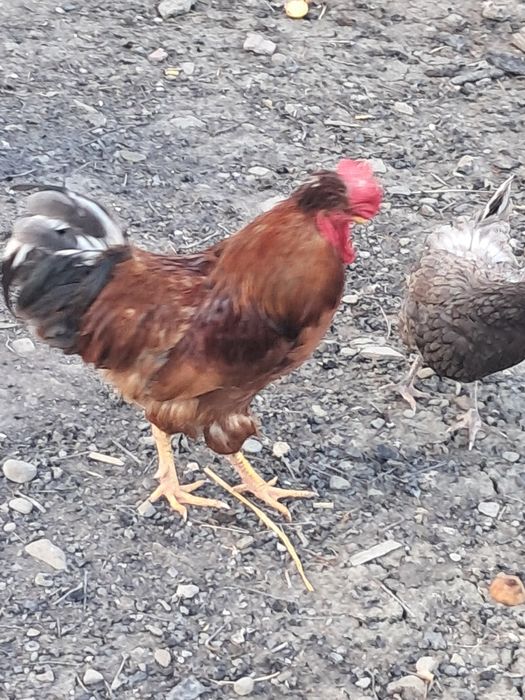 Kogut czubatki staropolskiej