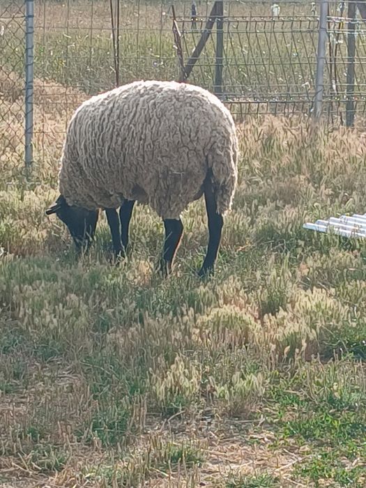 Ovelhas  suffolk