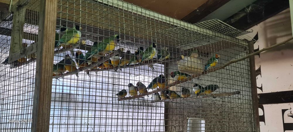 Vendo diamantes gold