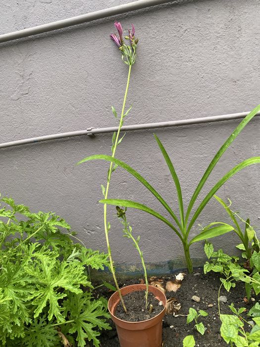 Vaso com flor astromelias