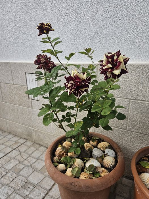 Roseira variegata tricolor