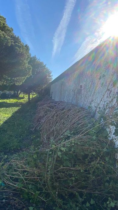 Jardinagem - Limpeza