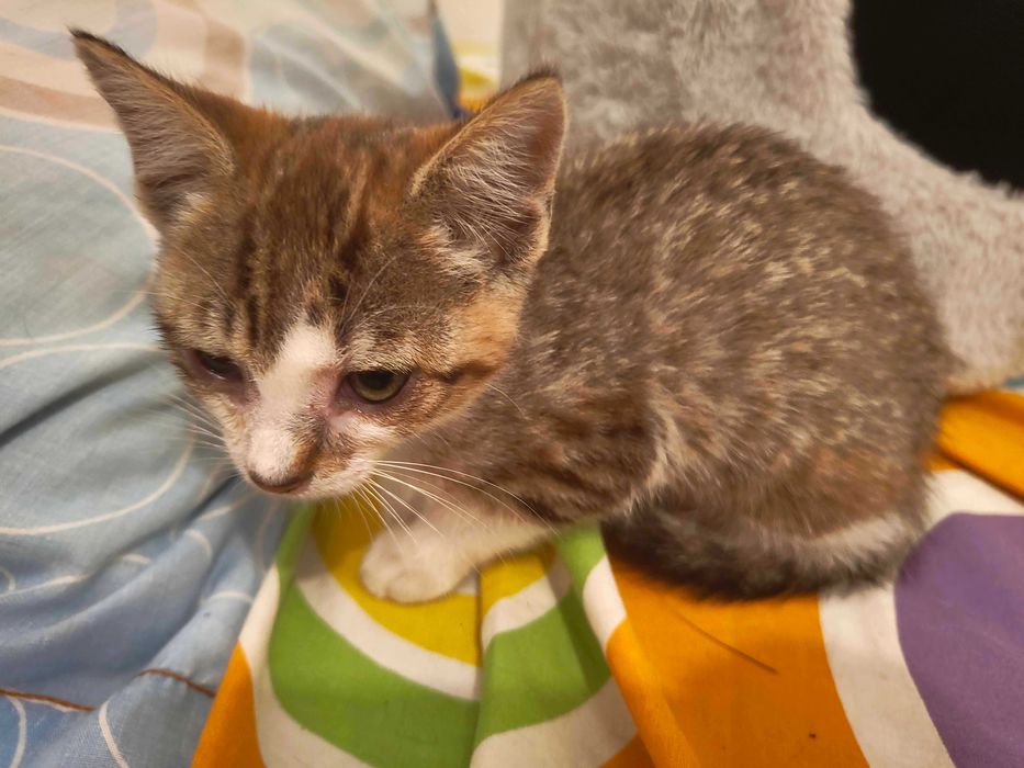 Gatinho para adopção
