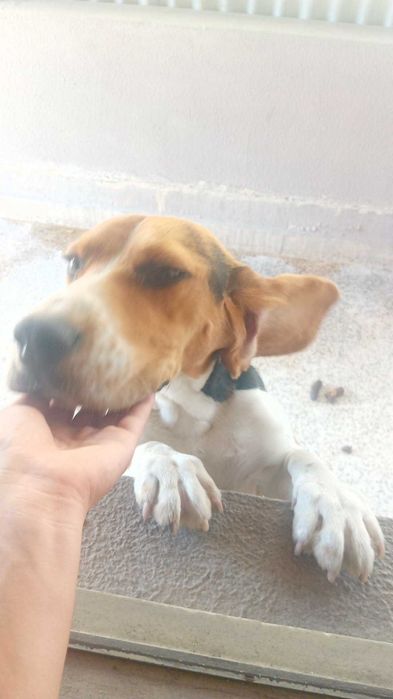 Beagle puro para doar