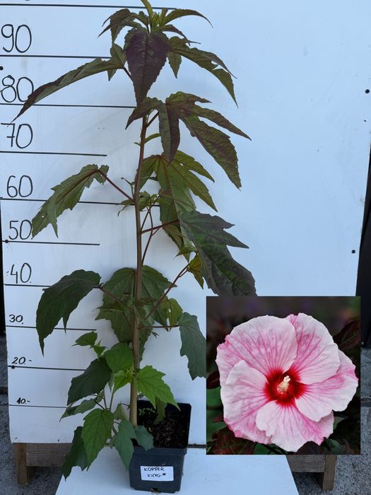 Hibiskusy bagienne XXL roz bialy czerwony dwukolorowy