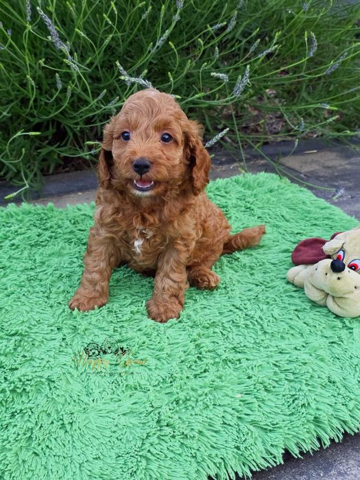 Pudel mini Cockapoo F1B Red gotowe na zmianę domu