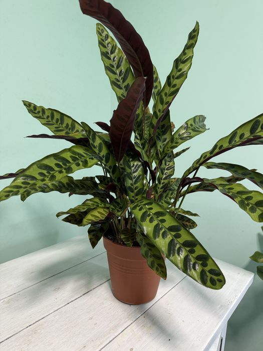 Калатея Лансифолия и Хелен Кенеди величезна домашня