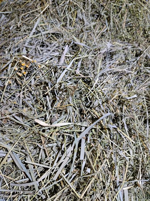 Сіно для гризунів