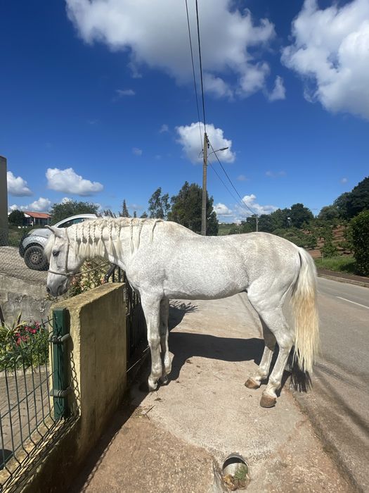 Cavalo mansinho