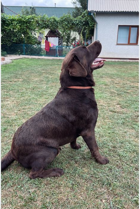 Вязка лабрадор, злучка