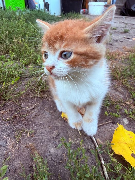 Кошенятка в добрі руки