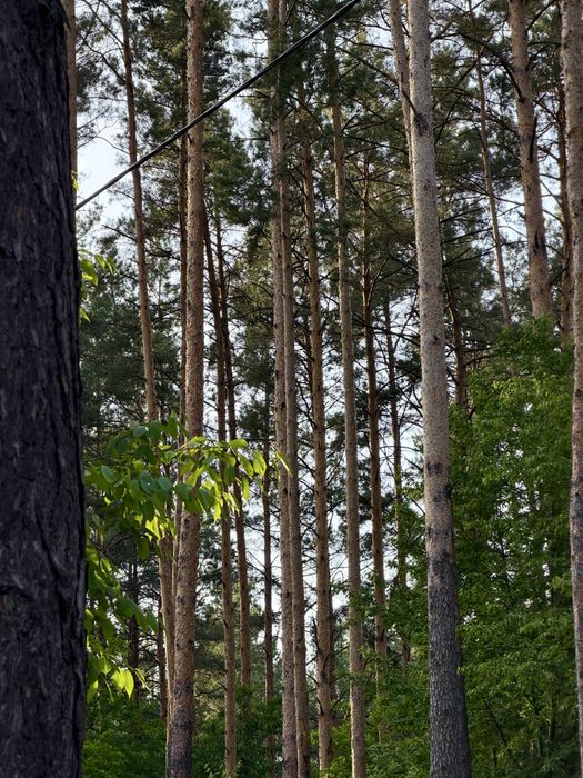 50 соток у сосновому лісі | Під базу відпочинку, котеджі, інвестицію