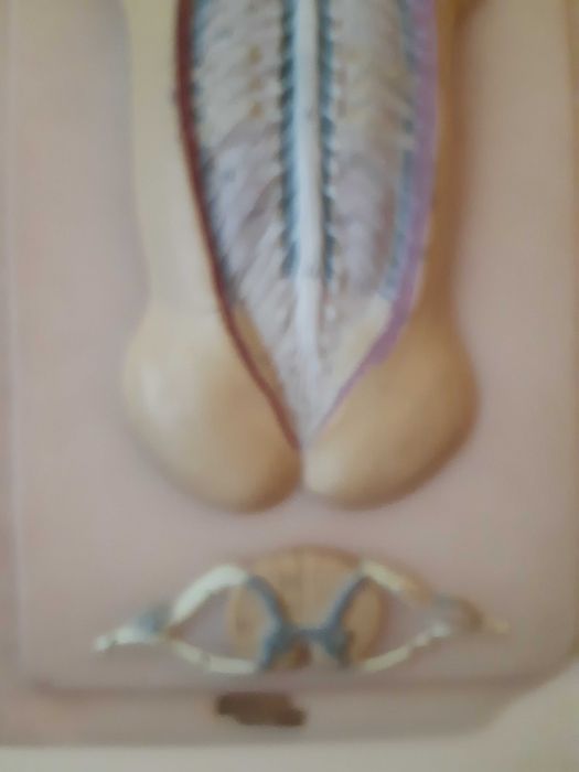 Навчальна та наглядна біологія з листового пластику. Барельєф 1.СРСР.