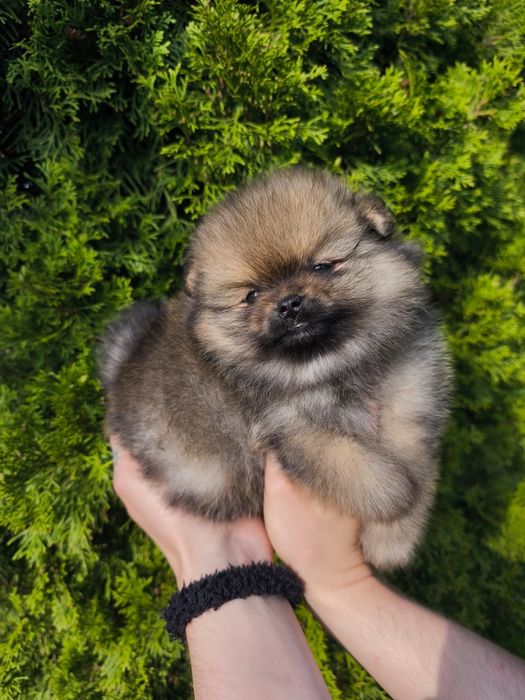 Szpic miniaturowy pomeranian