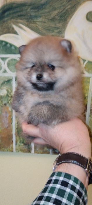 Spitz Alemão Anão ou Lulu da Pomerânia