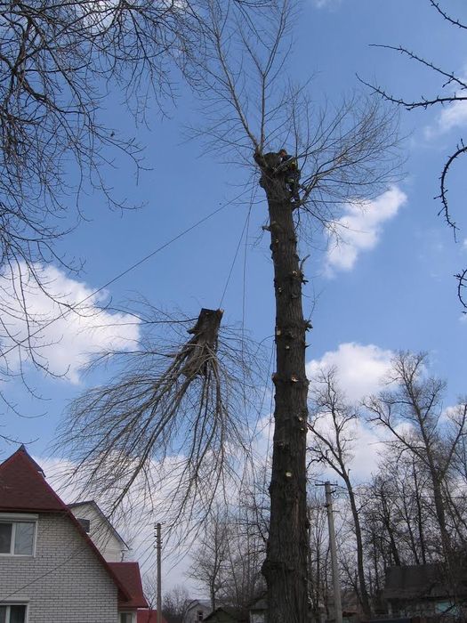 Удаление дерева, кронирование, спил деревьев, обрезка веток