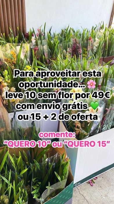 10 orquideas por 49€ sem flor variadas com envio grátis