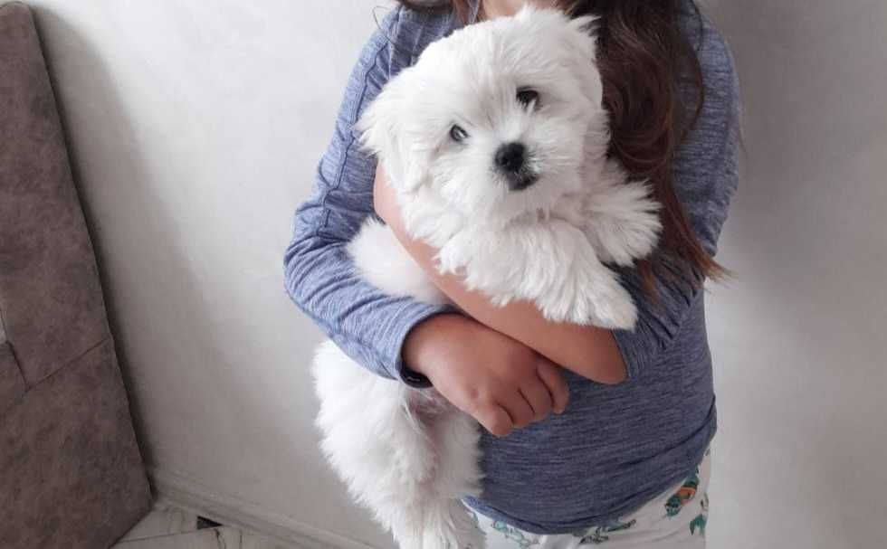 В'язка (злучка) мальтезе