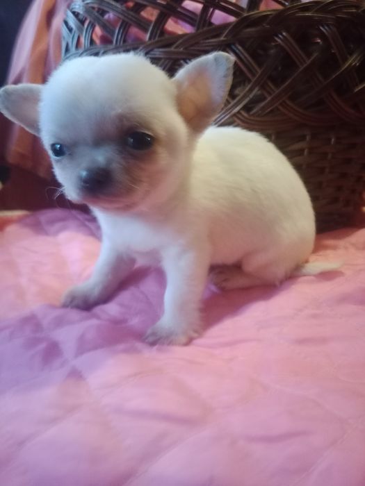 міні чіхуахуа хлопчік