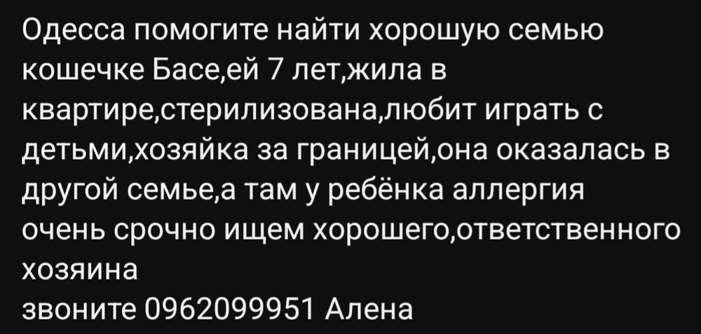Отдам даром в добрые руки серо-белую кошечку метис шотландтки