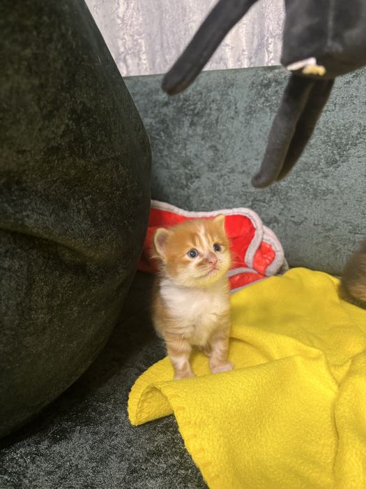 Котята, кошенята.)