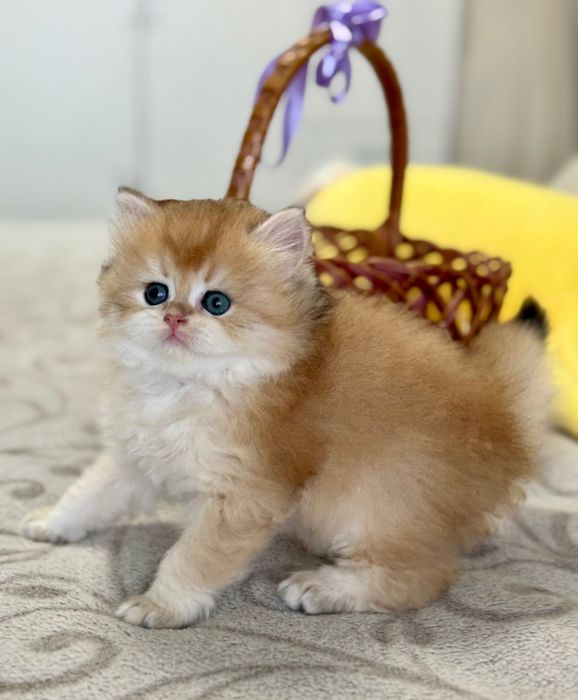 Чудові муркотунчики британської золотої шиншили