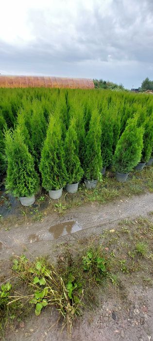 Tuja SZMARAGD 140-160cm doniczka 7,5/10L