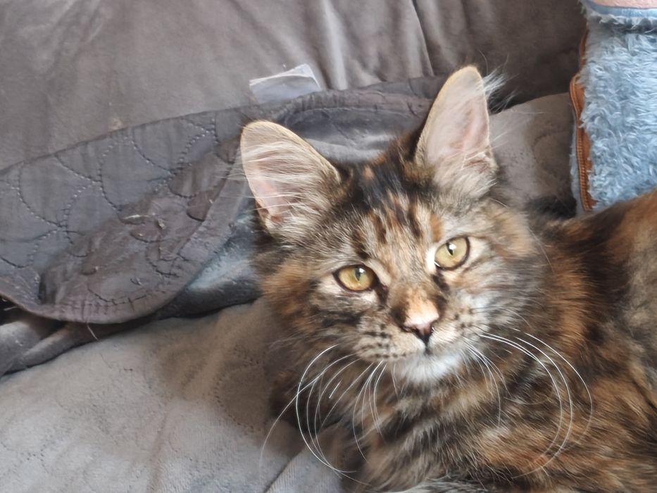 Kotka Maine Coon