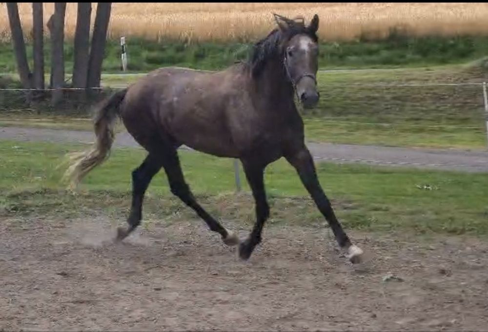 Ogier 175 cm - wysoki - Poker