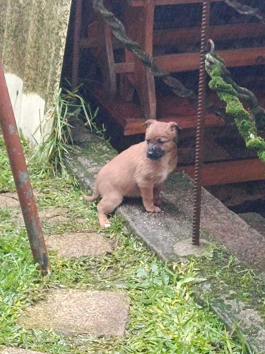 Filhotes Pastor Belga x Castro Laboreiro – 6 semanas