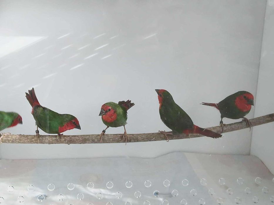 Papuziki czerwonolice