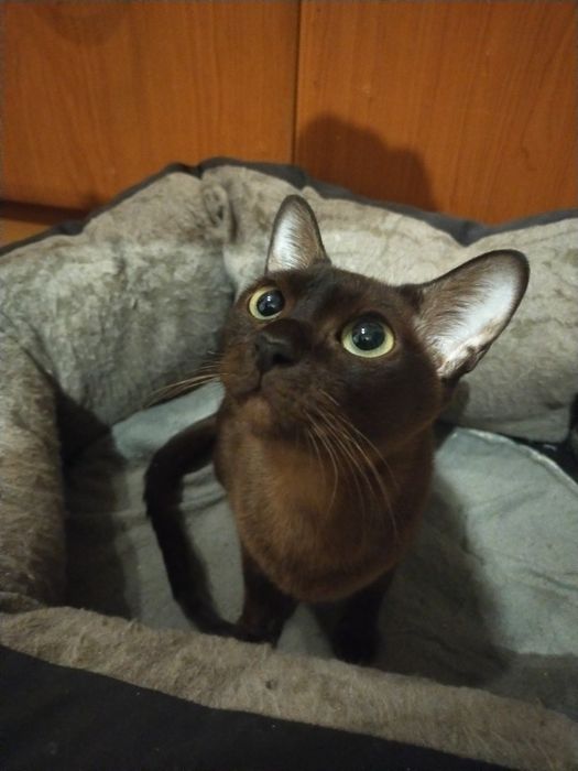 Бурманские котята( бурма), лиловая кошечка