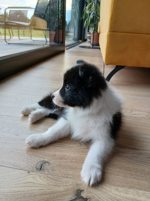 Border Collie FCI piesek czarno-biały ZKwP