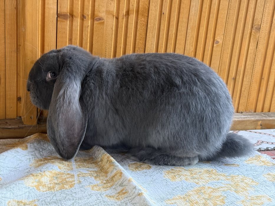 Samce baran francuski niebieski rodowód