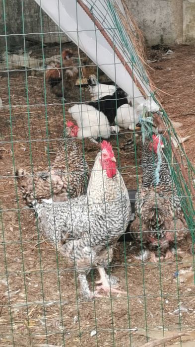 Galo ou galinha Malines