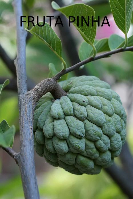 Fruteiras tropicais,subtropicais,tradicionais antigas e novidades