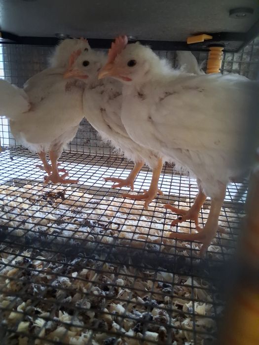 Frangos  leghorn White