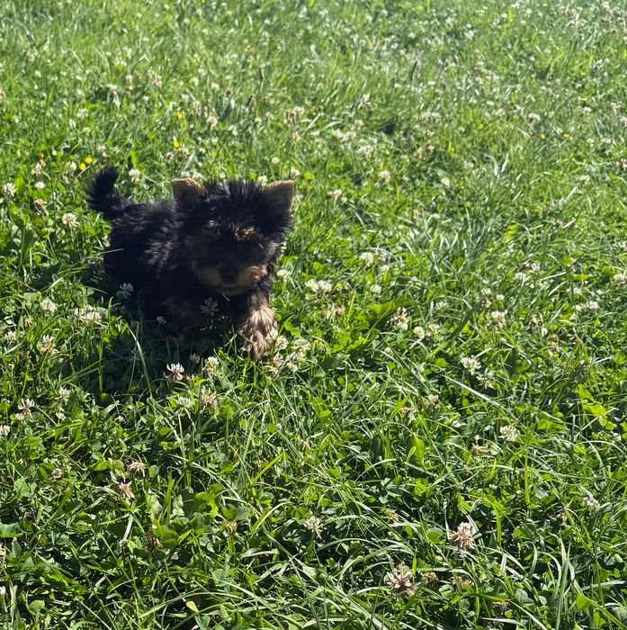 Yorkshire terrier miniaturka samiec