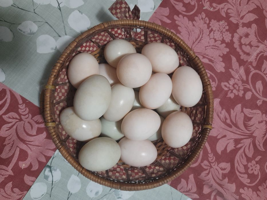 Ovos caseiros galinhas